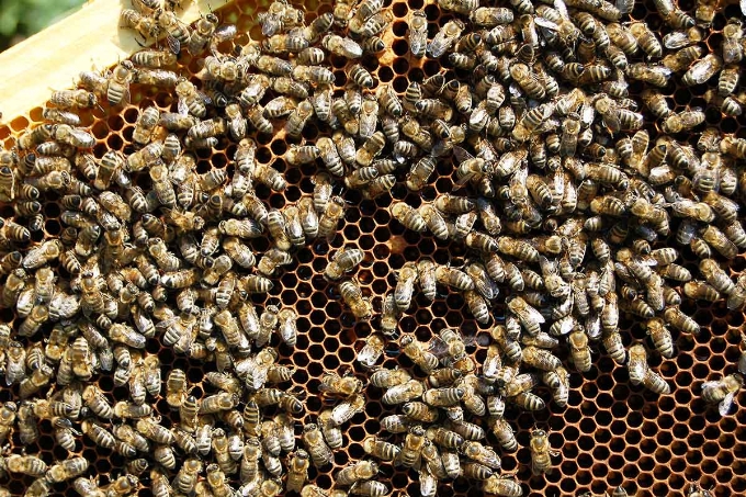 Bio Imkerei Buchegger Bio Imkerei Buchegger